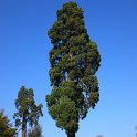 Sequoiadendron giganteum Trianon